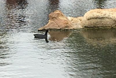 Duck swimming in lake