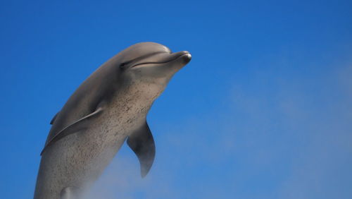 Low angle view of fish against blue sky