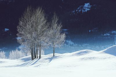 Trees on snow covered landscape against sky