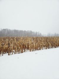 Scenic view of snow field against clear sky during winter