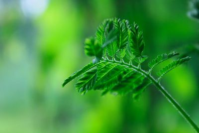 Close-up of leaves against blurred background