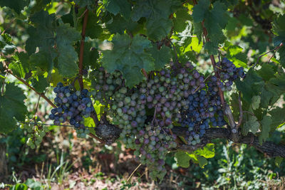 Grapes growing in vineyard