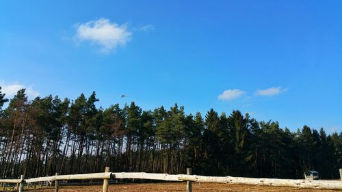 Trees against blue sky