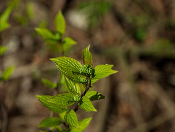 Close-up of green leaves