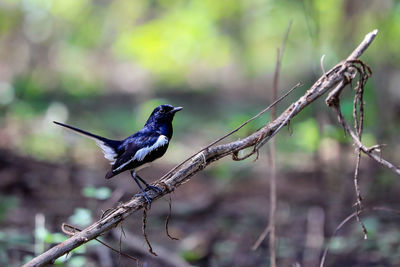 Close-up of bird perching on branch
