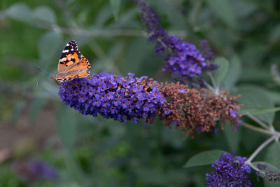 Close-up of butterfly on purple flowering plant