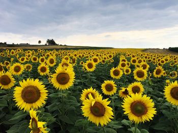 View of sunflowers in field