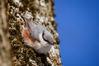 Close-up of a bird against the sky