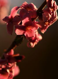 Close-up of pink flower