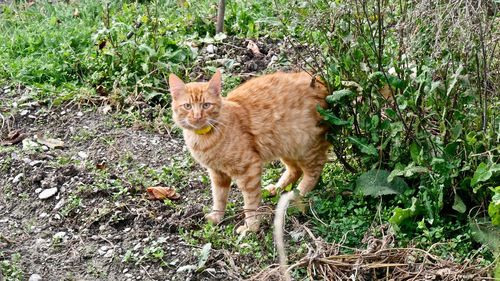 Portrait of a cat on field