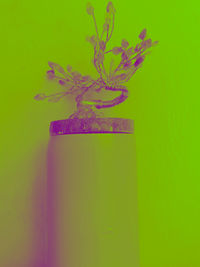 Digital composite image of plant against green background