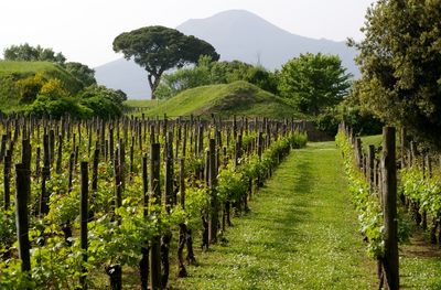 Scenic view of green landscape