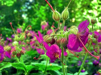 Close-up of pink flower