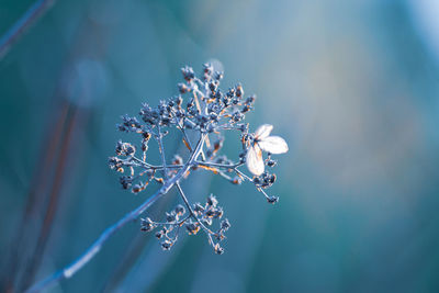 Closed up bundle of dry grass flower in the garden over blur nature background in cold tones