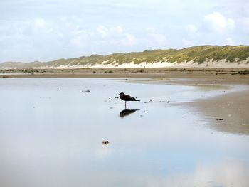 View of birds on beach