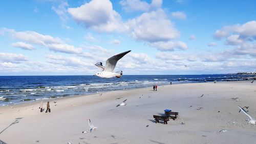 Seagulls on beach