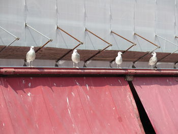 High angle view of seagulls perching on metal