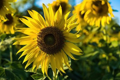Close-up of sunflower
