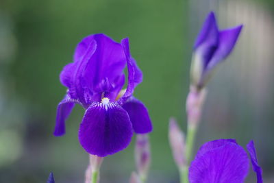 Close-up of purple iris