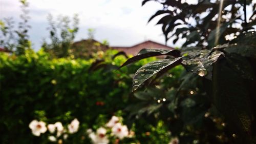 Close-up of plant against blurred background