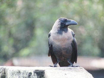 Close-up of bird perching on railing