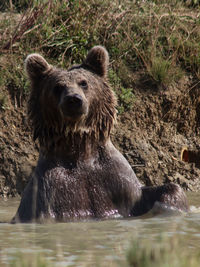 Portrait of elephant in the river