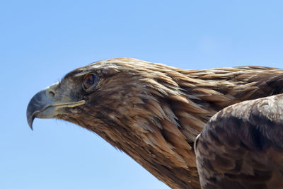 The steppe eagle - aquila nipalensis - is a bird of prey.