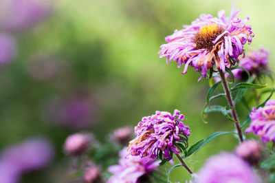 Close-up of honey bee on pink flower