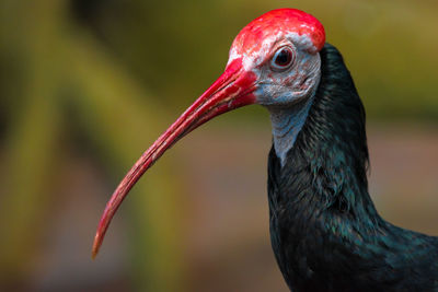 Ibis red beak