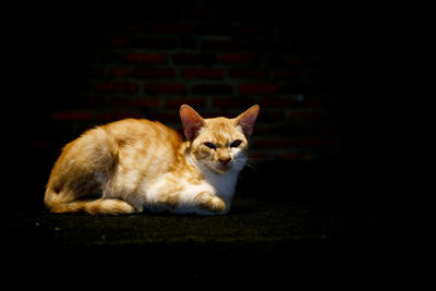 Portrait of cat resting against black background