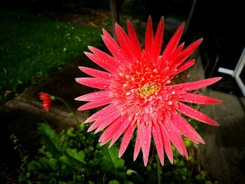 Close-up of flower against blurred background