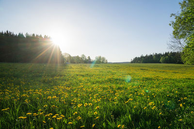 Scenic view of field against clear sky