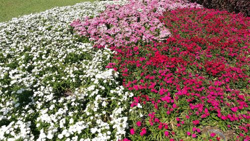 Pink flowers growing on plant