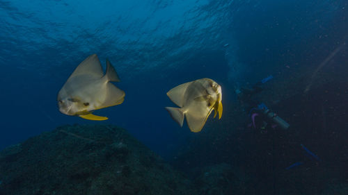 Close-up of fish swimming in sea