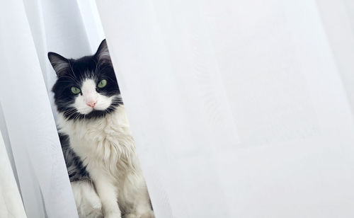 Portrait of cat sitting on sofa at home