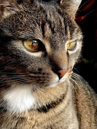 Close-up portrait of a cat