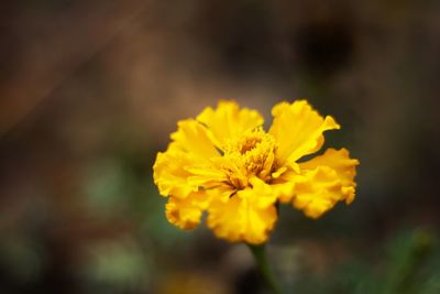 Close-up of yellow flower