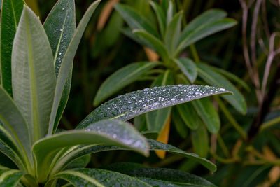 Close-up of raindrops on plant