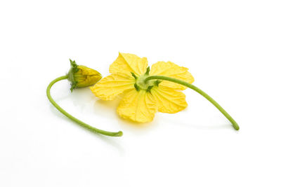 Close-up of yellow flower against white background