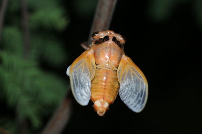Cicadas can fly to court after successful feathering