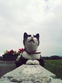 Cat sitting on grass against sky