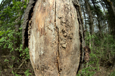 Close-up of tree trunk in forest