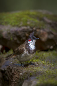 Close-up of bird perching on a field