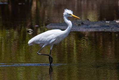 Side view of a bird in water