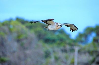 Low angle view of eagle flying in sky