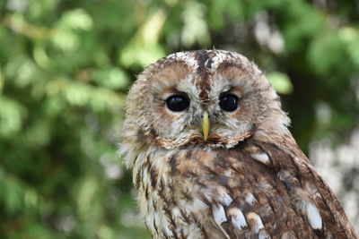 Close-up portrait of owl