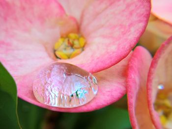 Close-up of pink flower