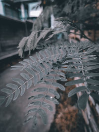 Close-up of frozen plant during winter