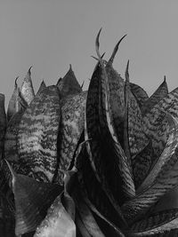 Low angle view of birds against the sky