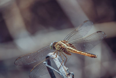 Close-up of dragonfly